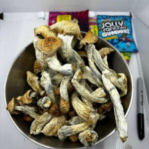 Golden Teacher Magic Mushrooms