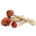 Avalanche Magic Mushrooms