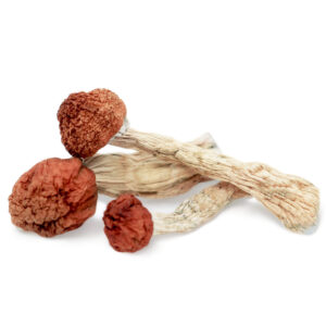 Avalanche Magic Mushrooms