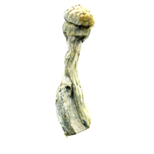 Albino Penis Envy Mushroom