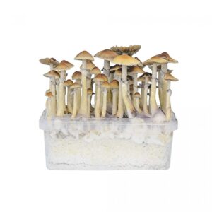 Hawaii Mushroom Grow Kit