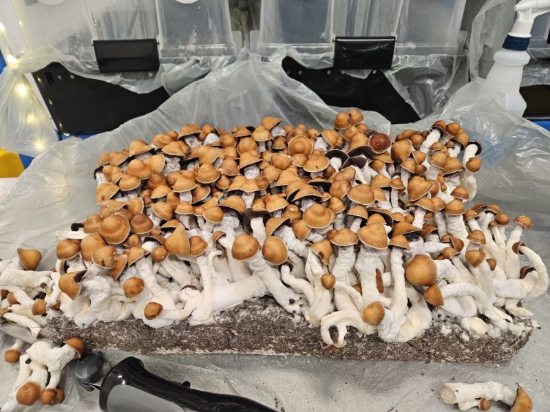Can You Get Prescribed Psychedelics in Australia?